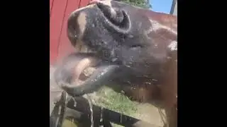 yay or neigh
