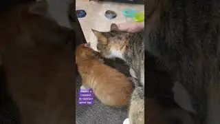 наши котики Бася и Савелий  родные брат и сестра. #котики #animals #cats