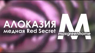 Алоказия медная Red Secret растения в Казани