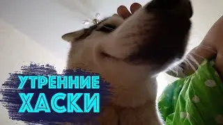 ХАСЯЧЬИ ЛАСКИ! Как улыбается хаски Капелла по утрам!