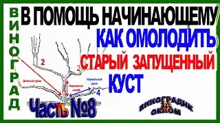 🍇 Как омолодить и восстановить старый запущенный куст винограда обрезкой. ШКОЛА ВИНОГРАДАРЯ Часть №8