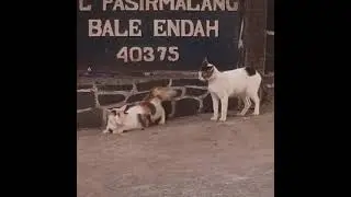 Pejantan ga peka