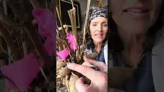 What to Look Out for Before Storing Your Dahlia Tubers