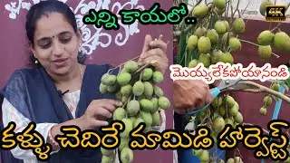Garden mango harvest  | garden |adavi mamidi  | june plum