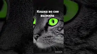 КОШКА ВО СНЕ ВЫЖИЛА. ИНГА ХОСРОЕВА. ВЕДЬМИНА ИЗБА.