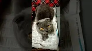Батюшка.