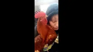Ласковый петушок.
