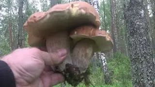 Нашествие белых грибов!