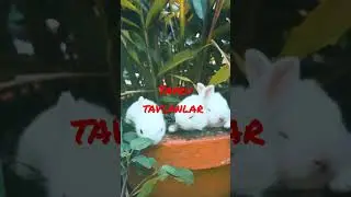 TAVŞANLARI ÜRKÜTMEYİN KEYİFLERİ YERİNDE...