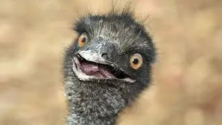 BIRDS + SONGS = DANCE MOVES