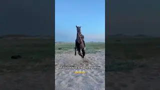 ЭКСКЛЮЗИВ 20. Тақымын қысып үлгермеді #horse #асау #лошади #кони #атбеги #жеребец #жылкы #shorts