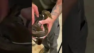 Fully expecting him to bite me 😂 
