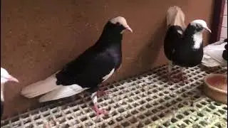 Çeşmealtı çoşkun kuruca abımızın döneklerı hazır