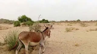 Donkey