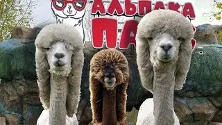 Альпака парк