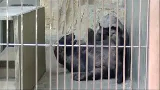 ラーテルの鳴き声 ＆ じゃれ合い ライオンにも立ち向かうすごい奴 (Крик и каламбур Рателя  который также противостоит льву Хигасияма)