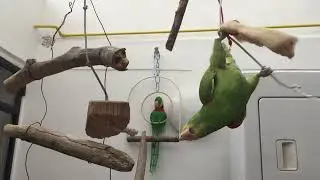 LA CASA DE LOS FAMOSOS LOROS | Loro Kankan y Koko