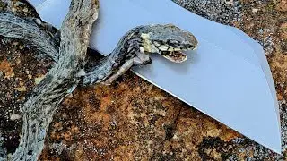 ТАК Я И ДУМАЛ. Нож GATOR Vosteed