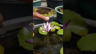 Water Lily Blooming #shorts #shortsvideo