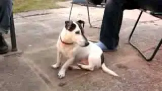 dog cant stop scratching