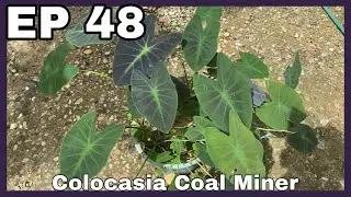 Colocasia Coal Miner | JPlan Garden