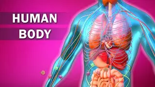 The Human Body - Facts About the Parts of the Human Body System | Amazing things our body can do