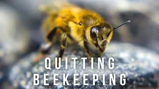 My bees put me in hospital!