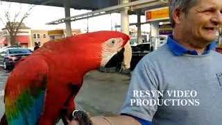 Parrot made my music video