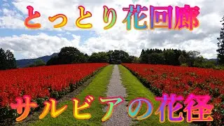 秋の香り散策 10月13日 日曜 晴れ オータムフェスティバル とっとり花回廊 サルビアの花径 日本 鳥取県西伯郡南部町鶴田 ジャングルドーム @WalkingYoshi