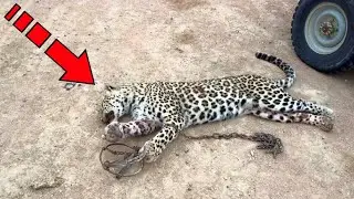 A dying cheetah begged for help. But look what people have done!