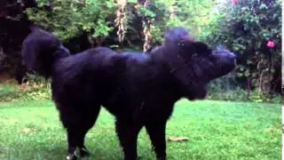 bassie the majestic beast