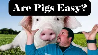 Regrets: What I Wish I Knew About Pastured Pork