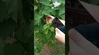стрекоза, большая мем