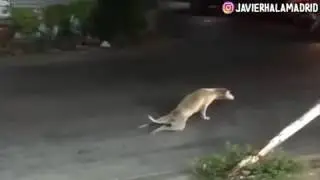 EL PERRO MAS ENGAÑOSO DE LA HISTORIA!!!!!!!!!!!!!!
