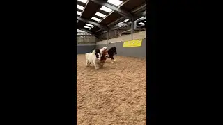Cute Shetlands enjoying their zoomies 