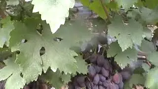 Сорт винограда 
