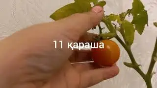 Қанша қызанақ өсіп шықты #4
