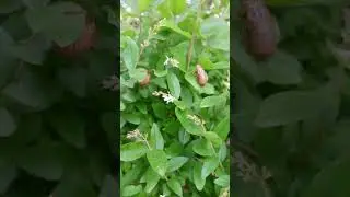 Cicada Season 