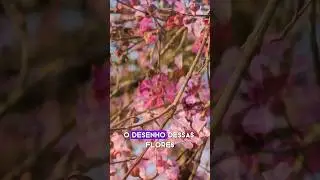 A cerejeira brasileira. #plantas #árvores #flores #pauderosas