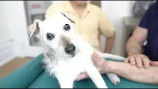 [SNEAK PEAK 👀] How To Massage Your Dog 🐾 COMING SOON! 🎉
