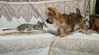 Штирлиц, он такой.......    От Мюллера таки ушёл
