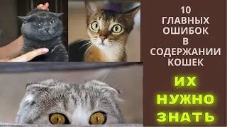 10 ошибок в содержании кошек, которые совершают многие хозяева.