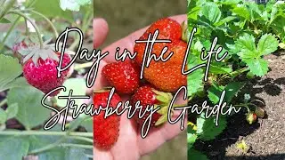 🍓 DITL STRAWBERRY GARDEN | DAY IN THE LIFE