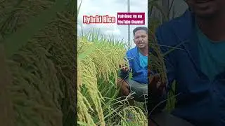 Batari indra01 Hybrid Rice | Hybrid Rice for Wet Season