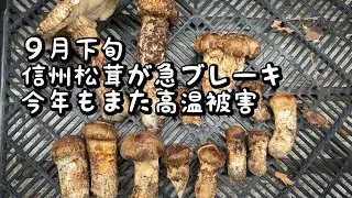 令和6年９月下旬ようやく待望の良松茸が
