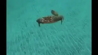 Mr Squidward, I’m should