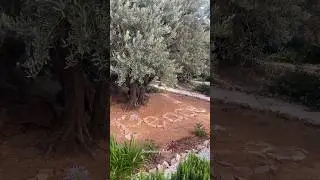Garden of Gethsemane on the Mount of Olives in Jerusalem, Israel 2024