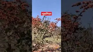 Tora dekhbi jodi aay | তোরা দেখবি যদি আয়  | Polash phool | #polash #polash ful #shorts #purulia