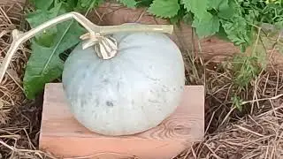 Получили посылку. Сажаем малину, косим траву.