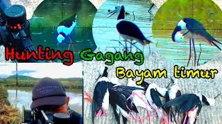 Hunting gagang bayam timur